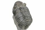 Drotops Trilobite With White Patina - Mrakib, Morocco #235802-4